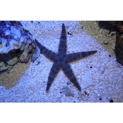 Sandsifting starfish