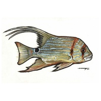 Threadfin Snapper (Symphorichthys spilurus)