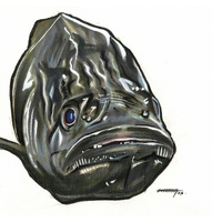 Murray Cod (Maccullochella peelii)