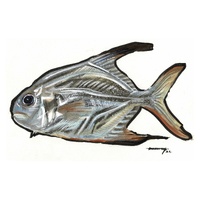 Permit (Trachinotus falcatus)