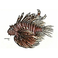 Lionfish (Pterois volitans)