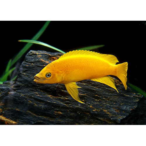 Lemon Cichlid