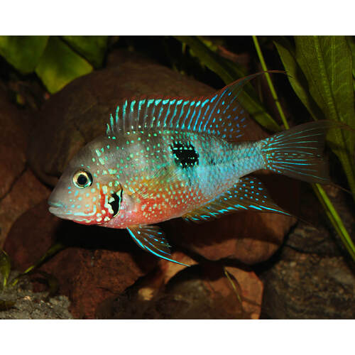 Ellioti Cichlid