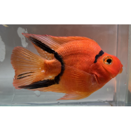 Tiger Parrot Cichlid