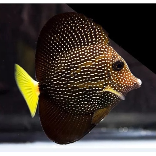 Quarantined Gem Tang