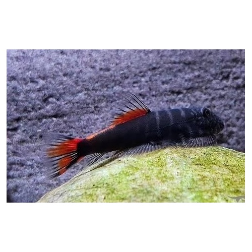 Bloody Mary Borneo Loach