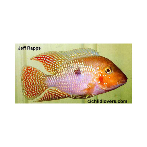 Geophagus 'Bahia Red'