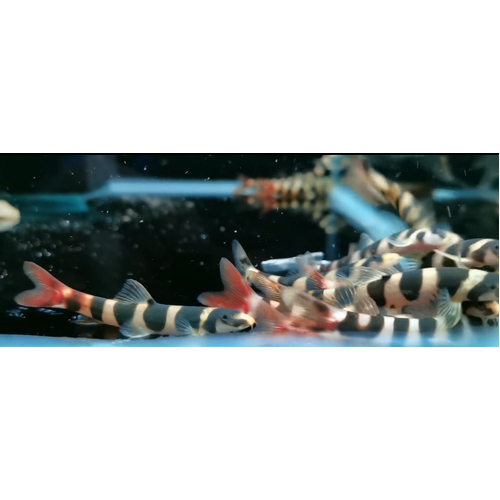 Redtail Sand Loach