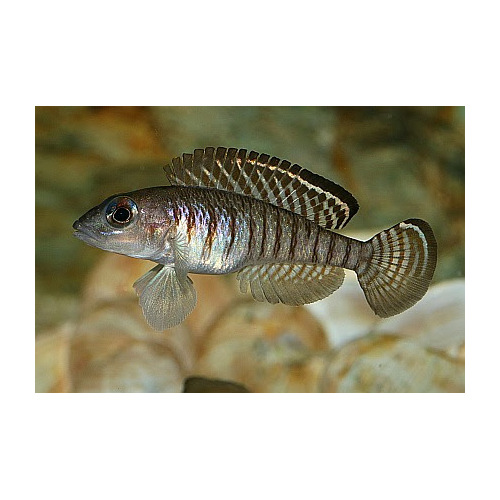 Lamprologus Signatus