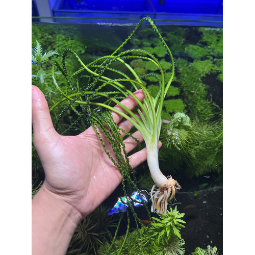 Crinum Calamistratum - Octopus Plant