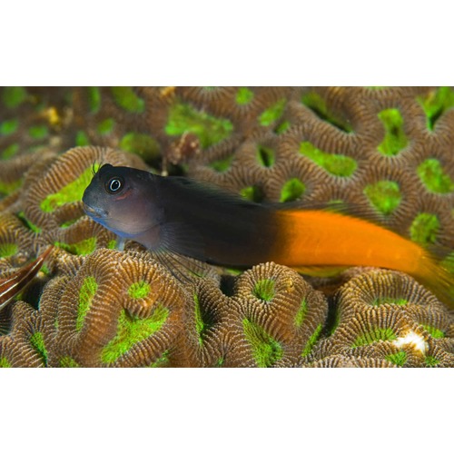 Bicolor Blenny