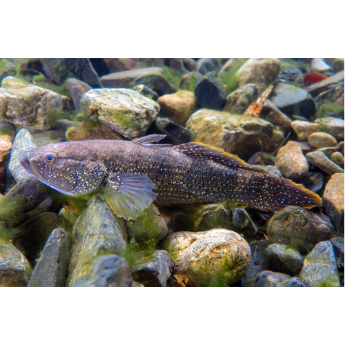 Spangled Gudgeon 5cm