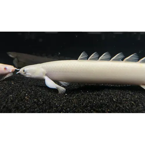 Platinum Senegal Bichir 5cm