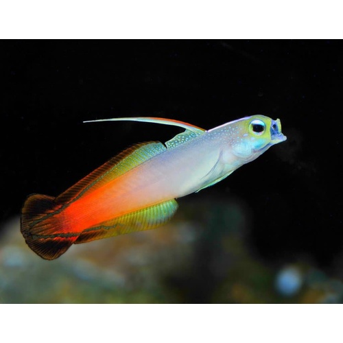 Fire Goby Pair