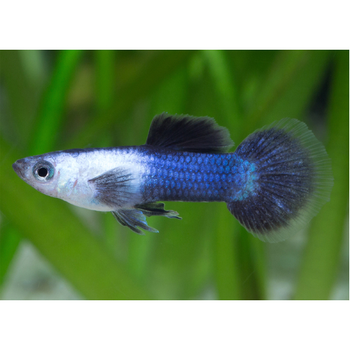 Blue Panda Endler