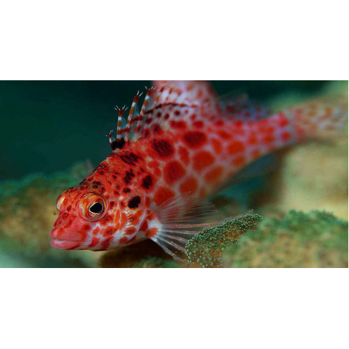 Pixy Hawkfish