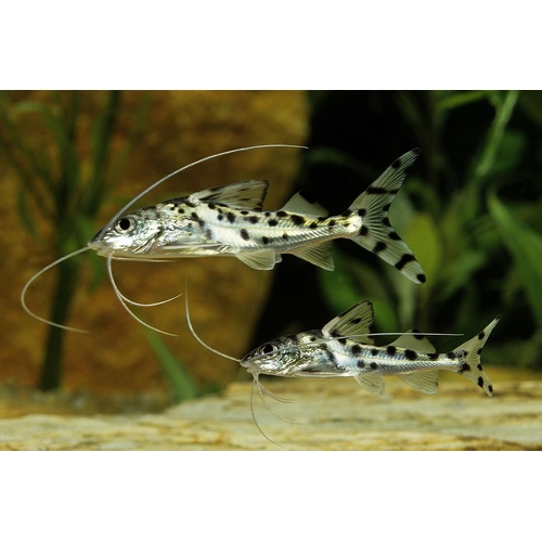 Pictus Catfish Small