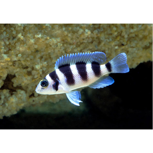 Neolamprologus tretocephalus