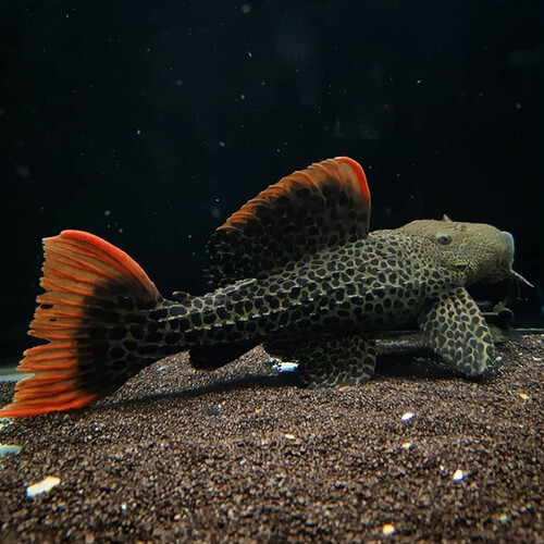 L600 Pleco 5cm