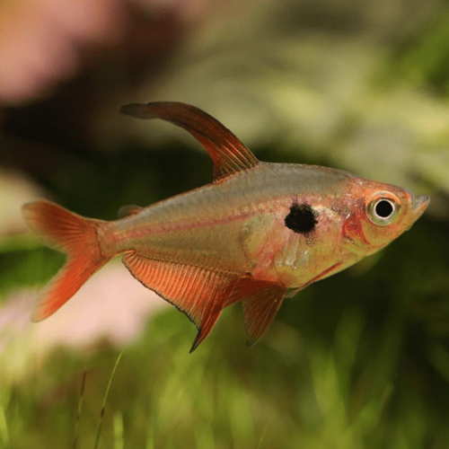 Red Phantom Tetra