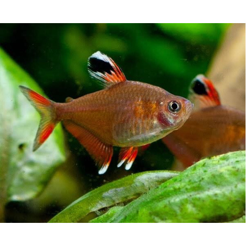 Rosy Tetra