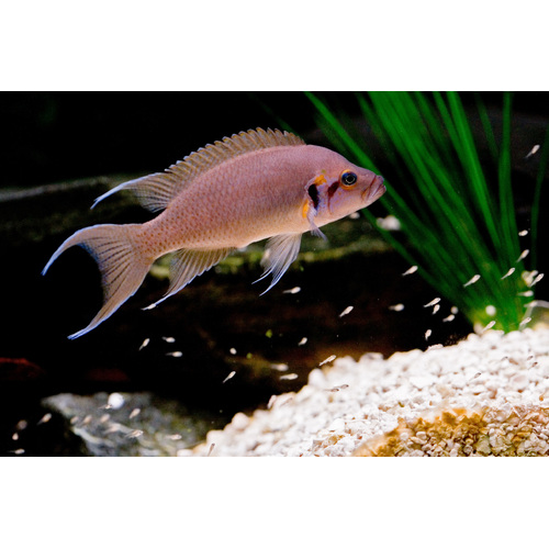 Princess Cichlid