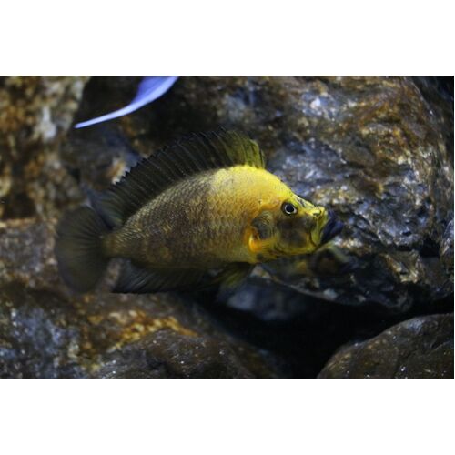 Gold Head Compressiceps "Muzi"