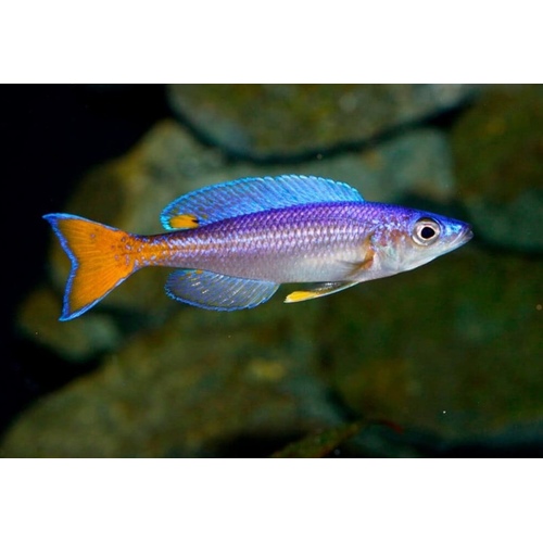 Cyprichromis Leptosoma 'Utinta''