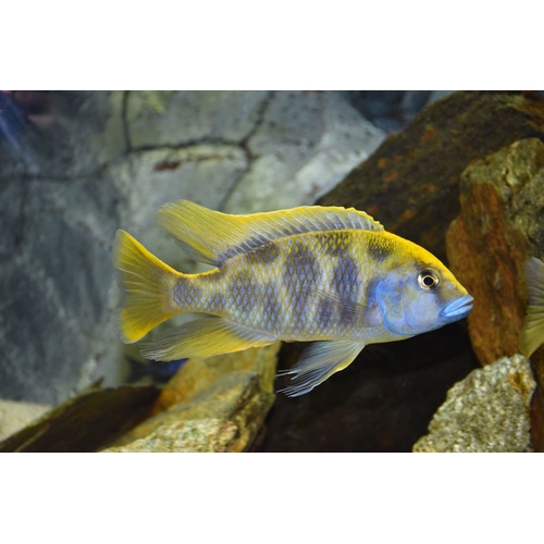 Giraffe Cichlid