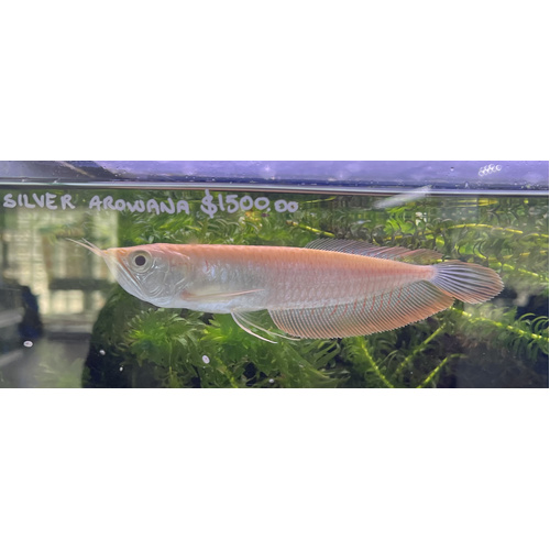 Albino Silver Arowana 10+cm