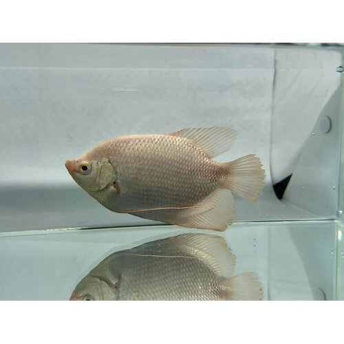 Albino Giant Gourami 10cm