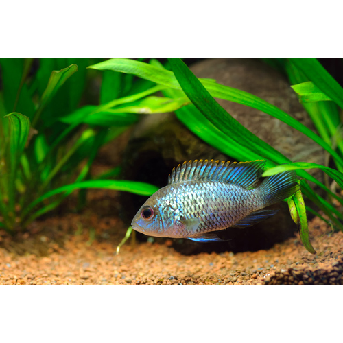 Neon Blue Acara