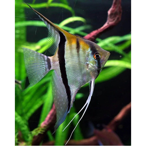 Large Angelfish (Freshwater)