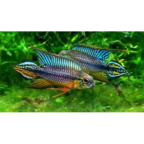 Apistogramma agassizii "Alenquer"