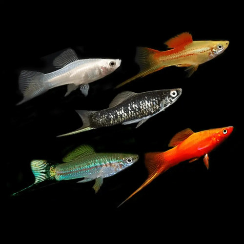 Assorted Swordtails