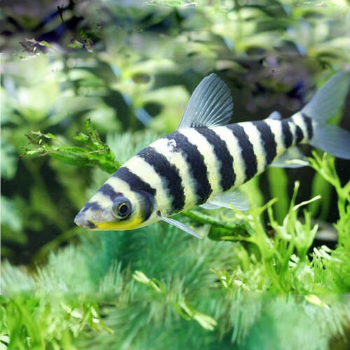 Banded Leporinus