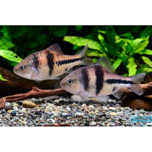 Spanner Barb