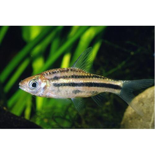 Striped Barb