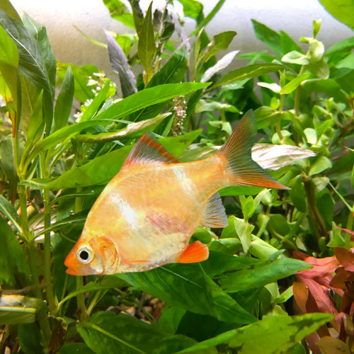 Albino Tiger Barb