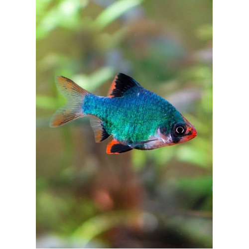 Green Tiger Barb