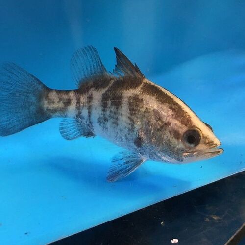 Barramundi 5cm