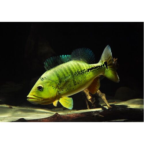 Melaniae Peacock Bass (10cm)