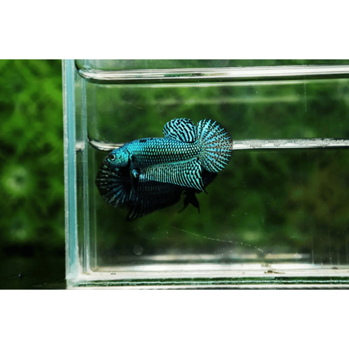 Alien Betta Pair