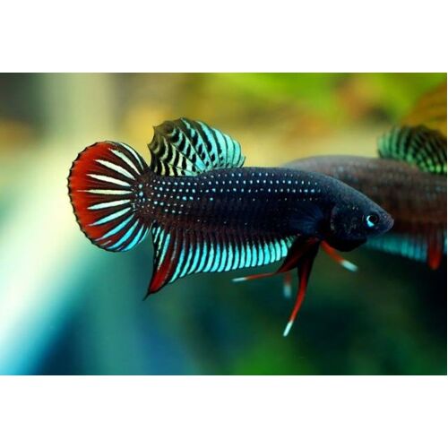 Wild Betta Splendens