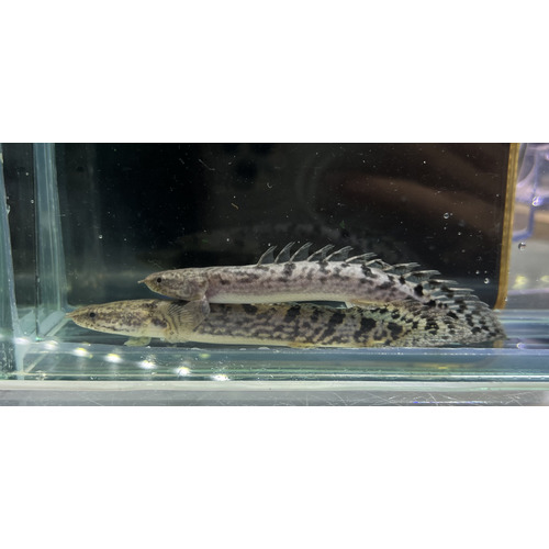 High Grade Delhezi Bichir 8-10cm