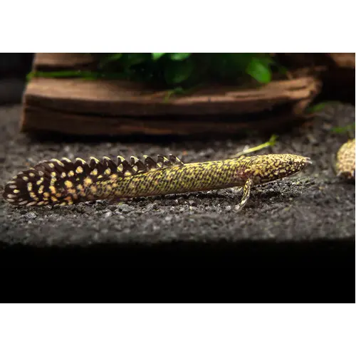 Ornate Bichir 5cm