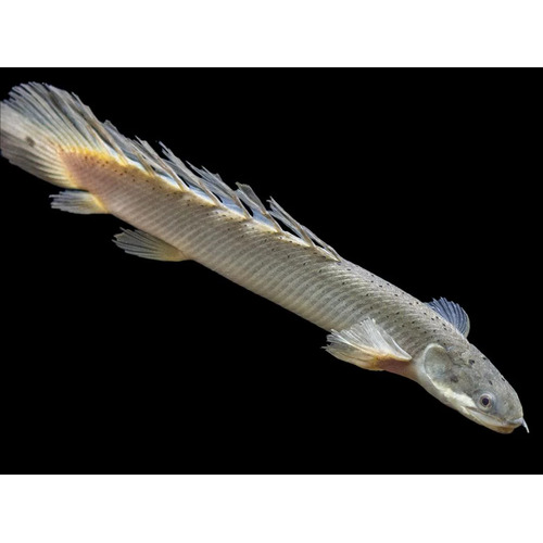 Senegal Bichir