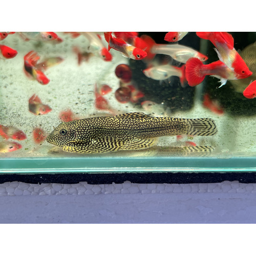 Spotted Hillstream Loach XL Male