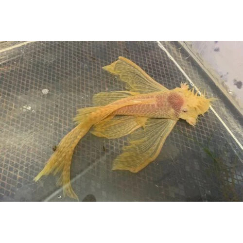 Longfin Albino Bristlenose 5cm