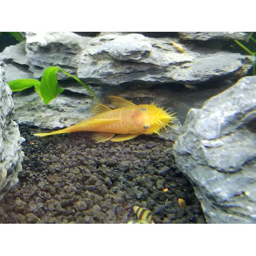 Lemon Blue Eye Bristlenose